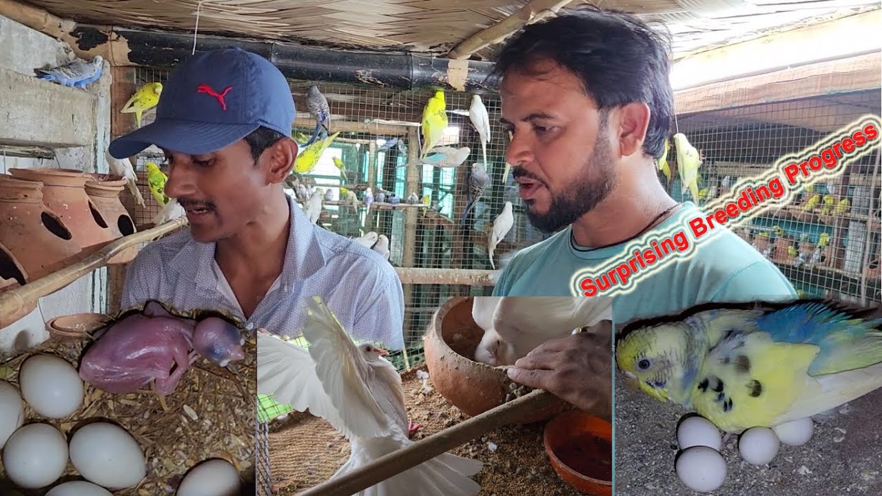 Surprising Breeding Progress Of Large Bird Breeding Farm.