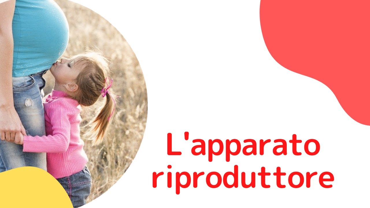 L'apparato riproduttore