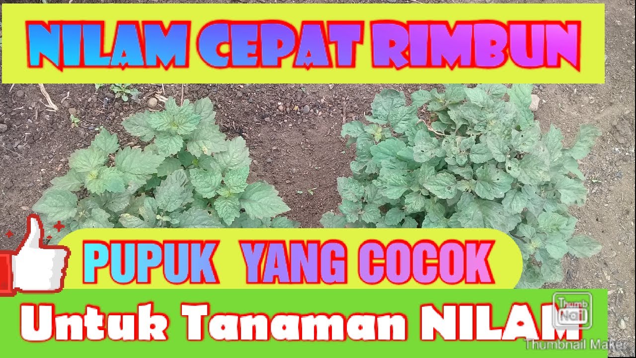 #pertanian#nilam /PUPUK YANG BAIK UNTUK TANAMAN NILAM