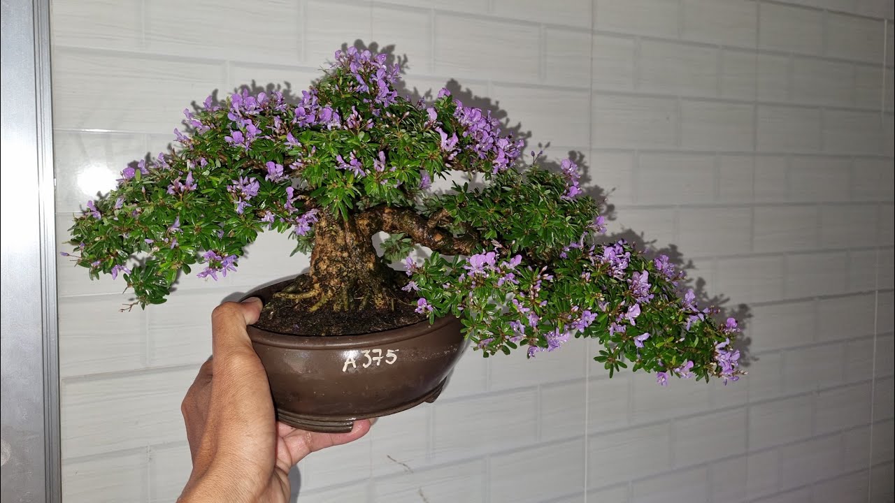 Tuyệt chiêu nuôi linh sam 86,đẹp và ra hoa @bonsaiutvutranquyenvu885 ut