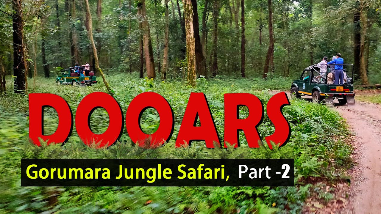 Dooars | Lataguri |Jungle Safari | Gypsy Safari | Gorumara | Travel Buff