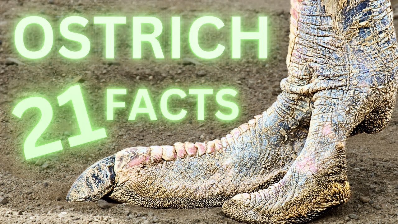 The Worlds Largest Bird: 21 Awesome Facts about the Ostrich