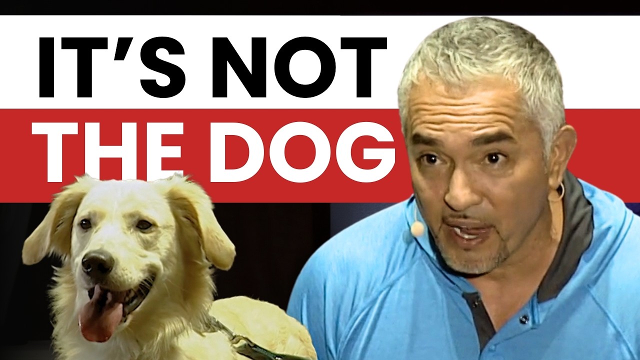 Why your dog doesn't listen to you (when you don't have a structure) | Once Upon a Dog – Prague