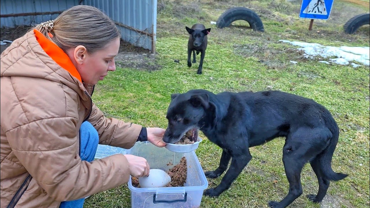 I met very hungry dogs… they ate as if they had never eaten before