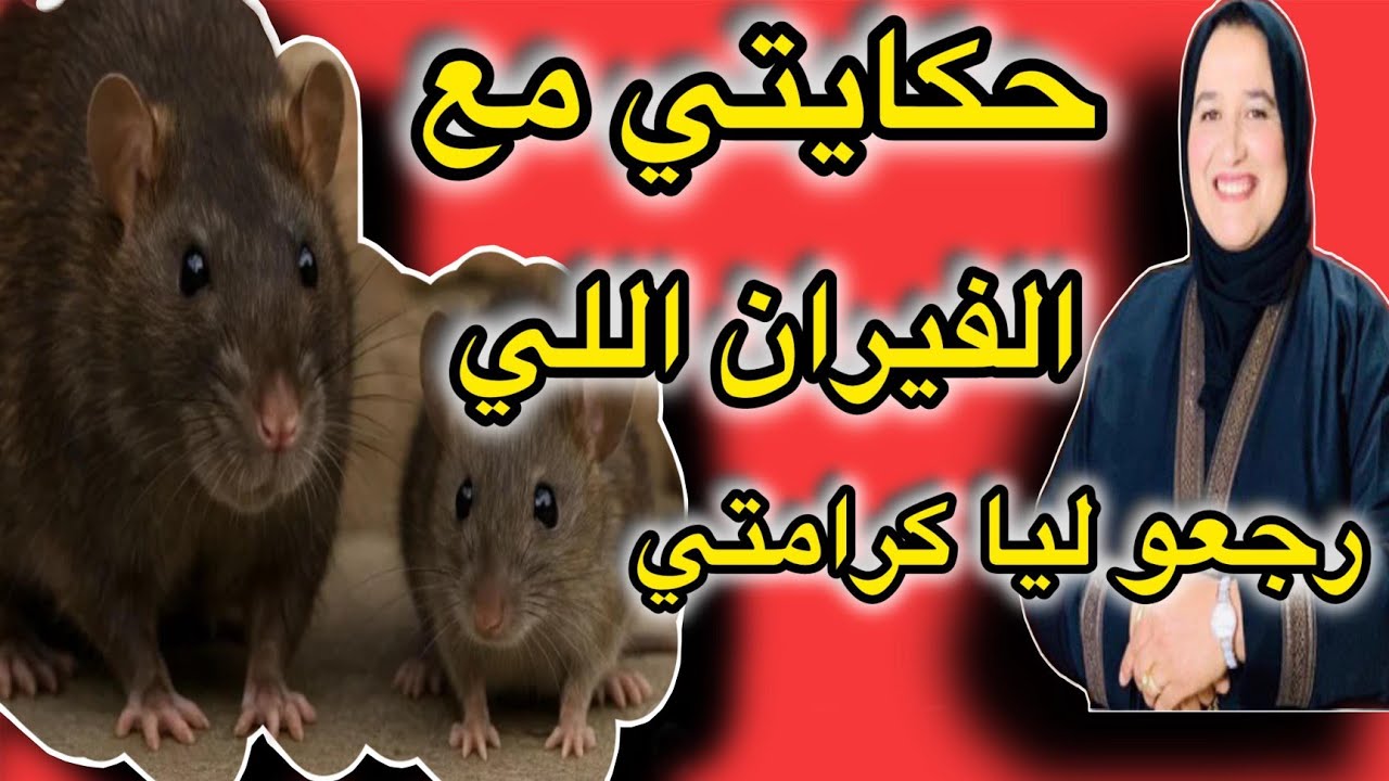 قصتي مع الفيران اللي رجعوليا كرامتي 
