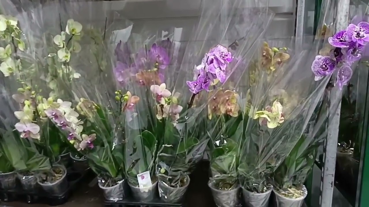 16.04. Новый завоз фаленопсисов в магазин.