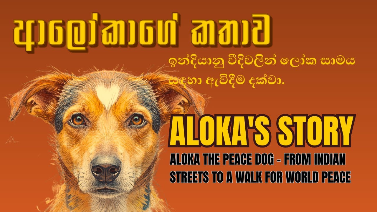 Aloka: The Dog Who Walks for Peace Across the World #AlokaThePeaceDog #PeaceDog #buddhism