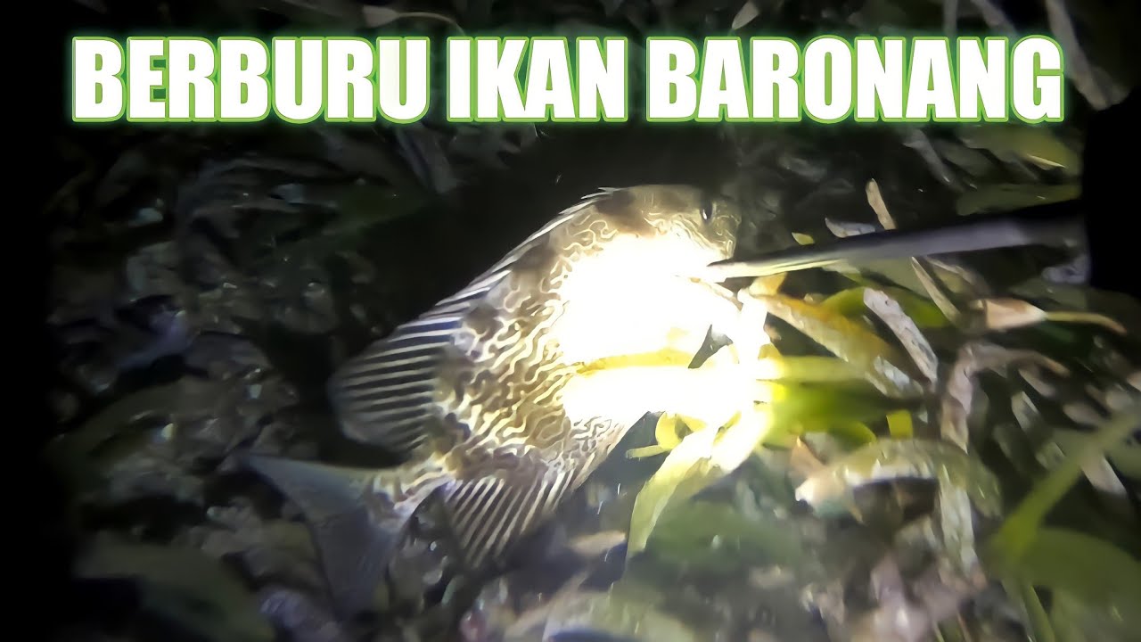 NIGHT SPEARFISHING EPS 17 RABBITFISH - BERBURU IKAN BARONANG DI MALAM HARI