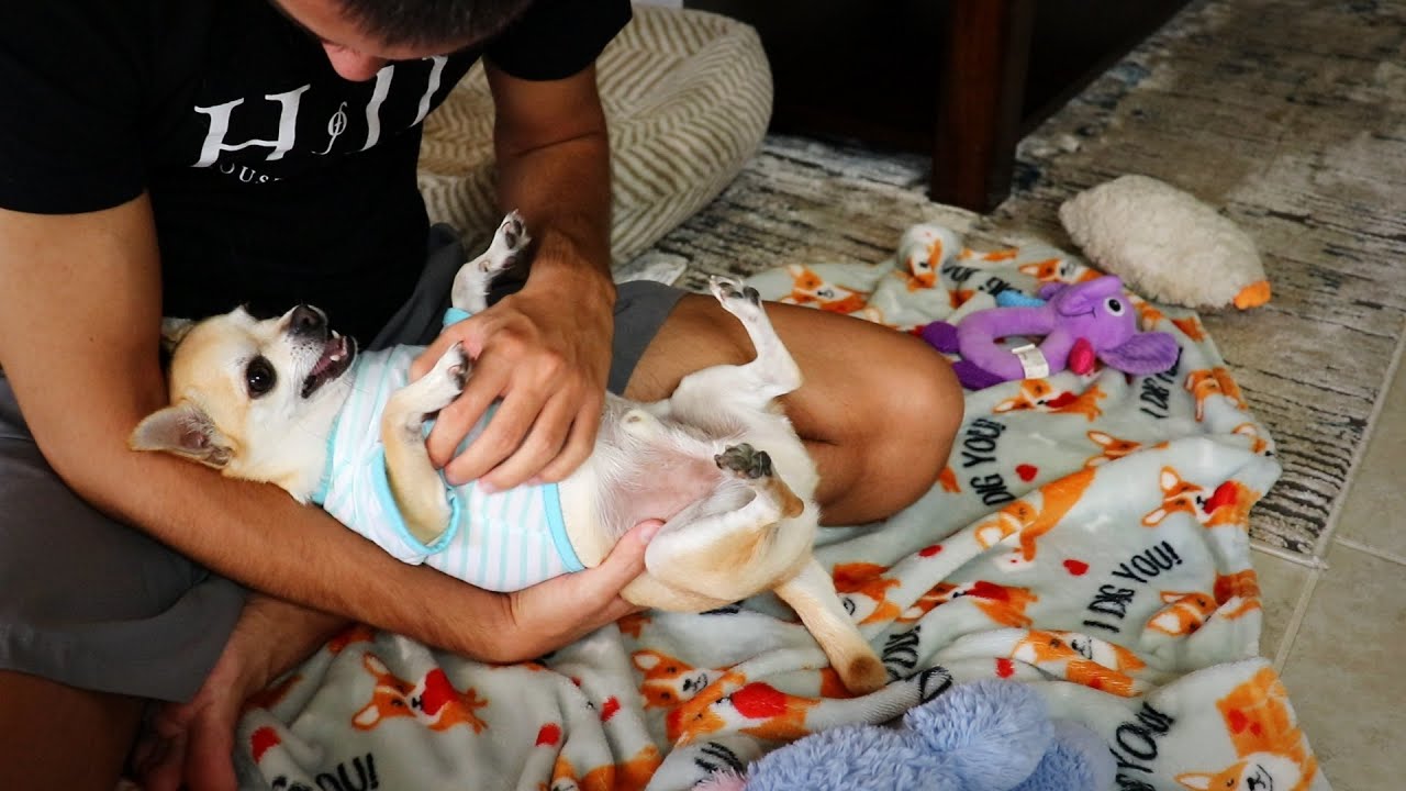 Trying Dog Outfits on my Chihuahua (ASMR)