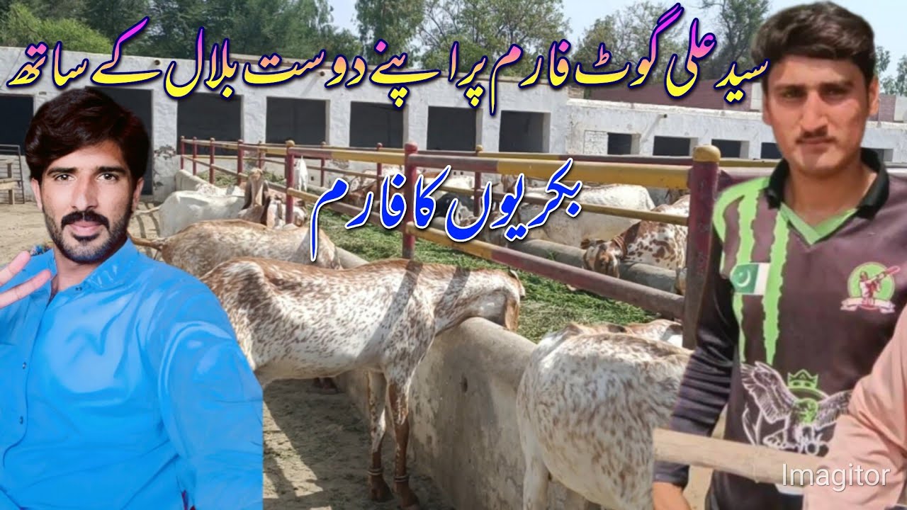 syed Ali goat farm pr bilal k st vlog#bahawalnagar#vlog#punjabtvbahawalnagar