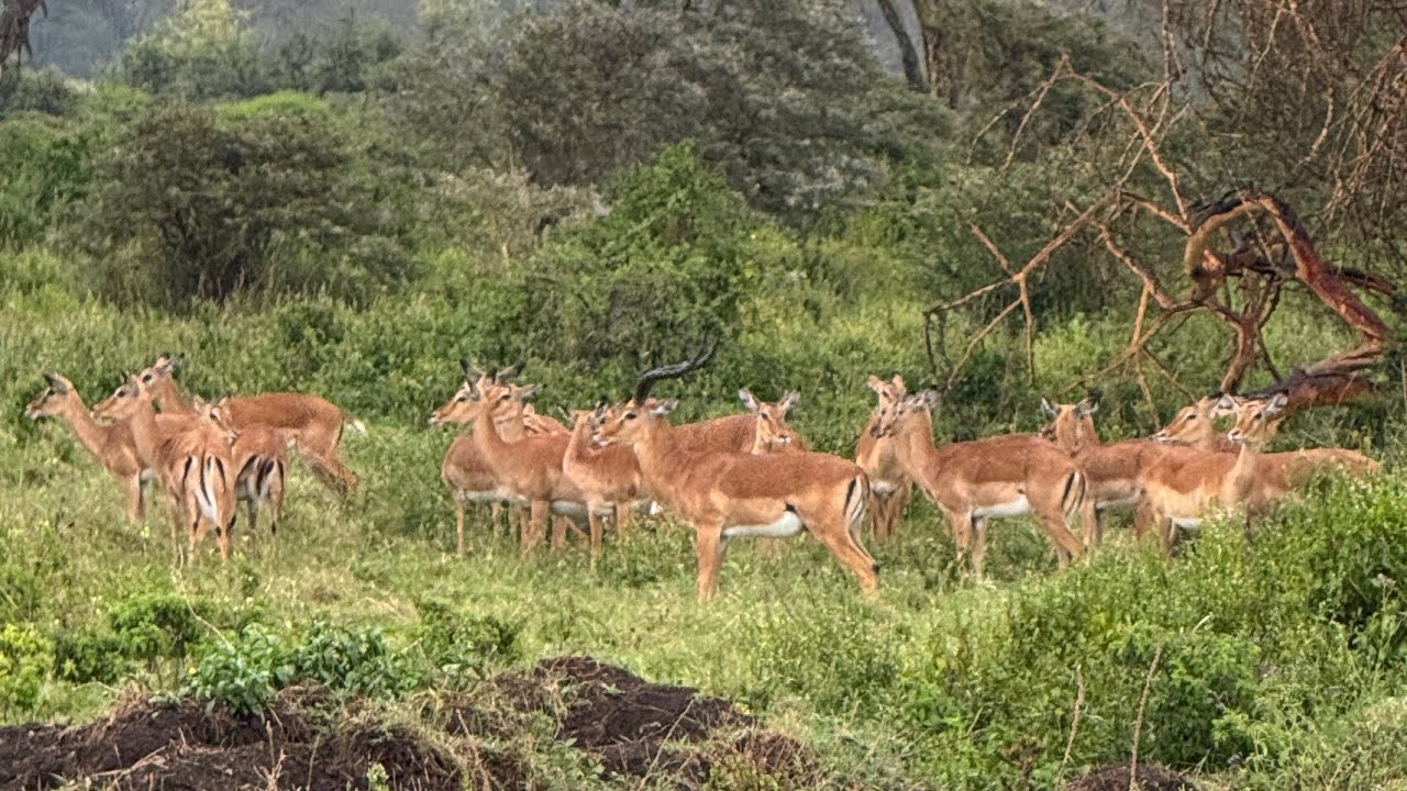 Day 4. Travel to Masai Mara. Mara Simba Lodge. See how lions make love in our Evening drive. #kenya