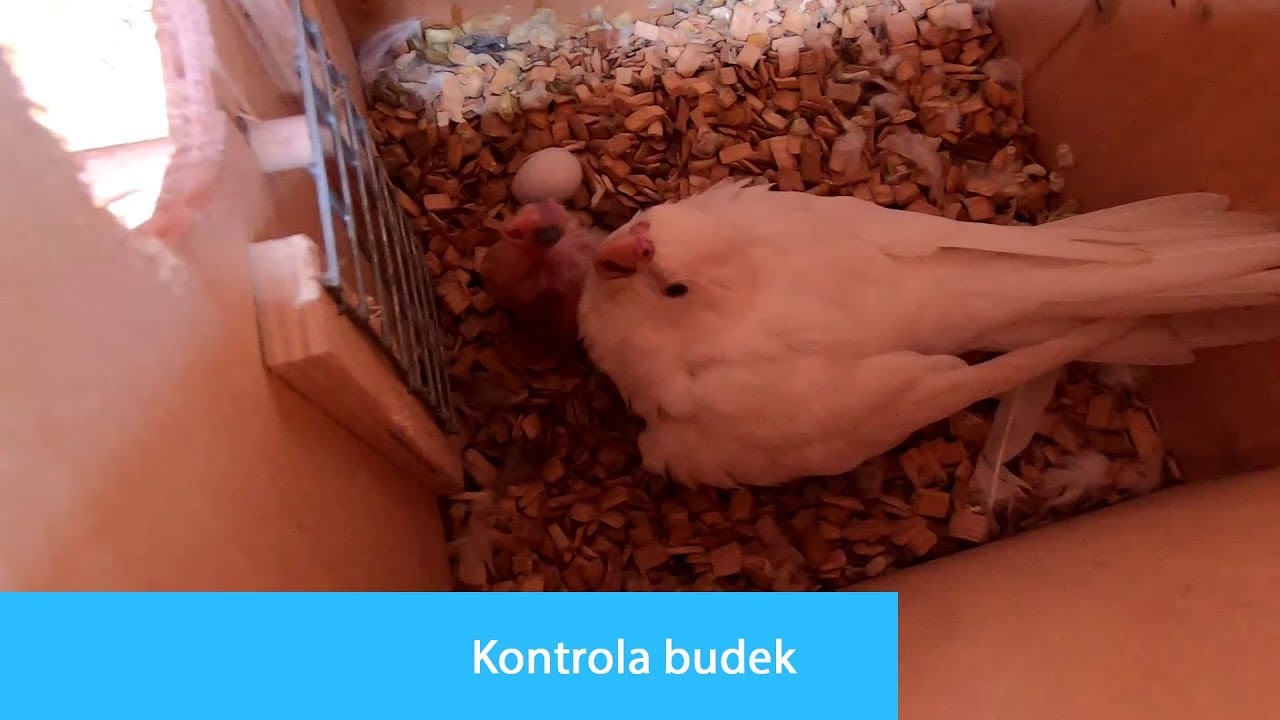 Kontrola budek + z&aacute;chrana korelky │KorelyEu