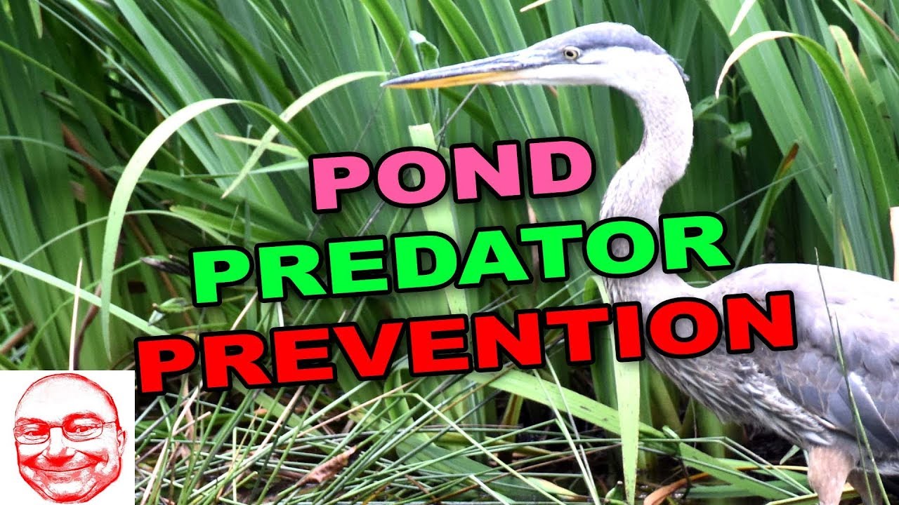Protect your pond from predators.