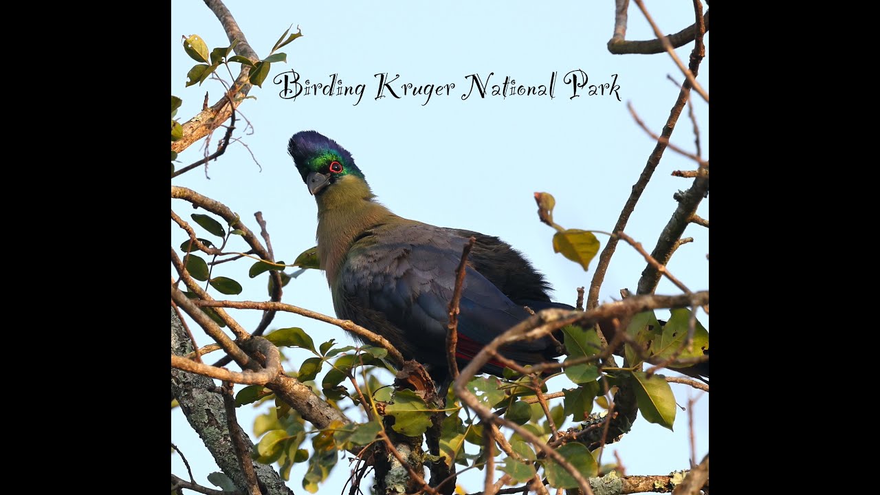 Birding Kruger National Park; Pretoriuskop Rest Camp and the surrounding tracks