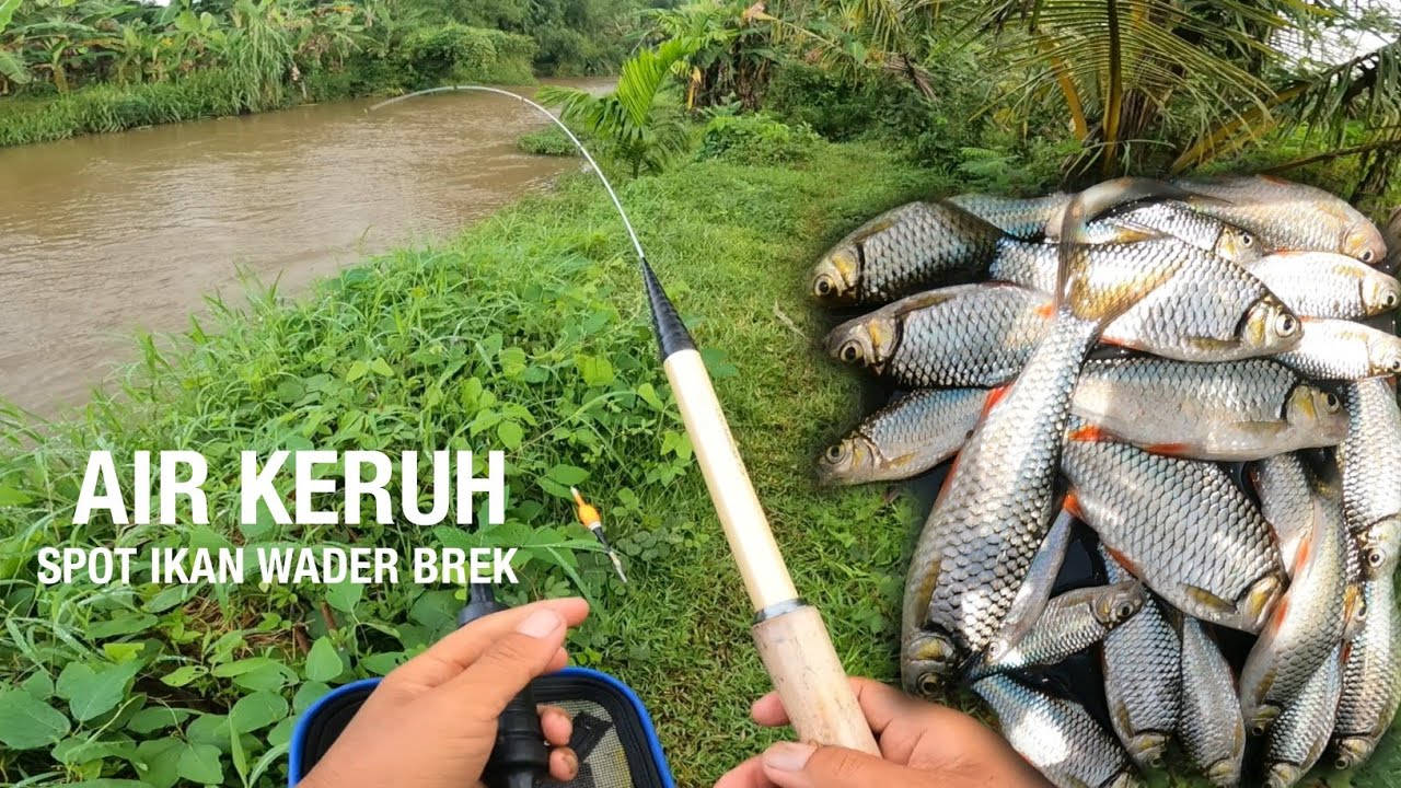 EFEK BANJIR‼️ALIRAN ARUS DERAS JADI TEMPAT BERKUMPUL IKAN || MQNCING WADER BREK