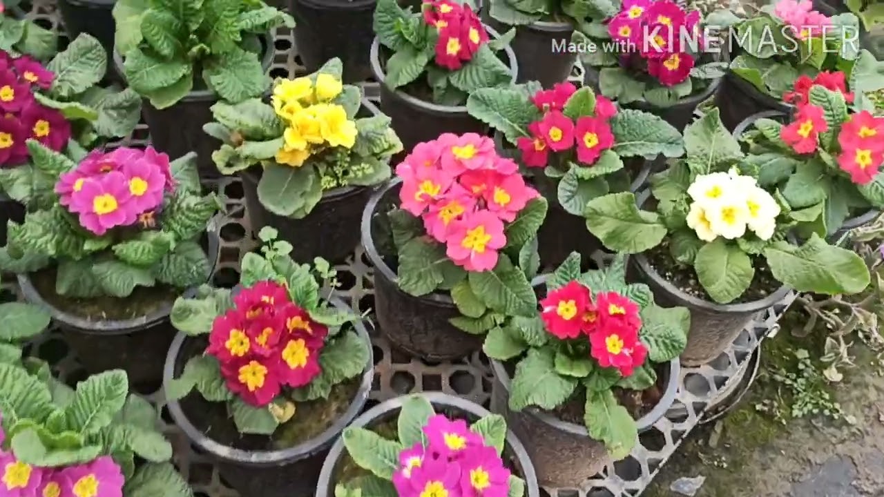 #Biggest Nursery In Lucknow#Exzotic plants#Dwarf Chrysanthemum#Bhola Nursery