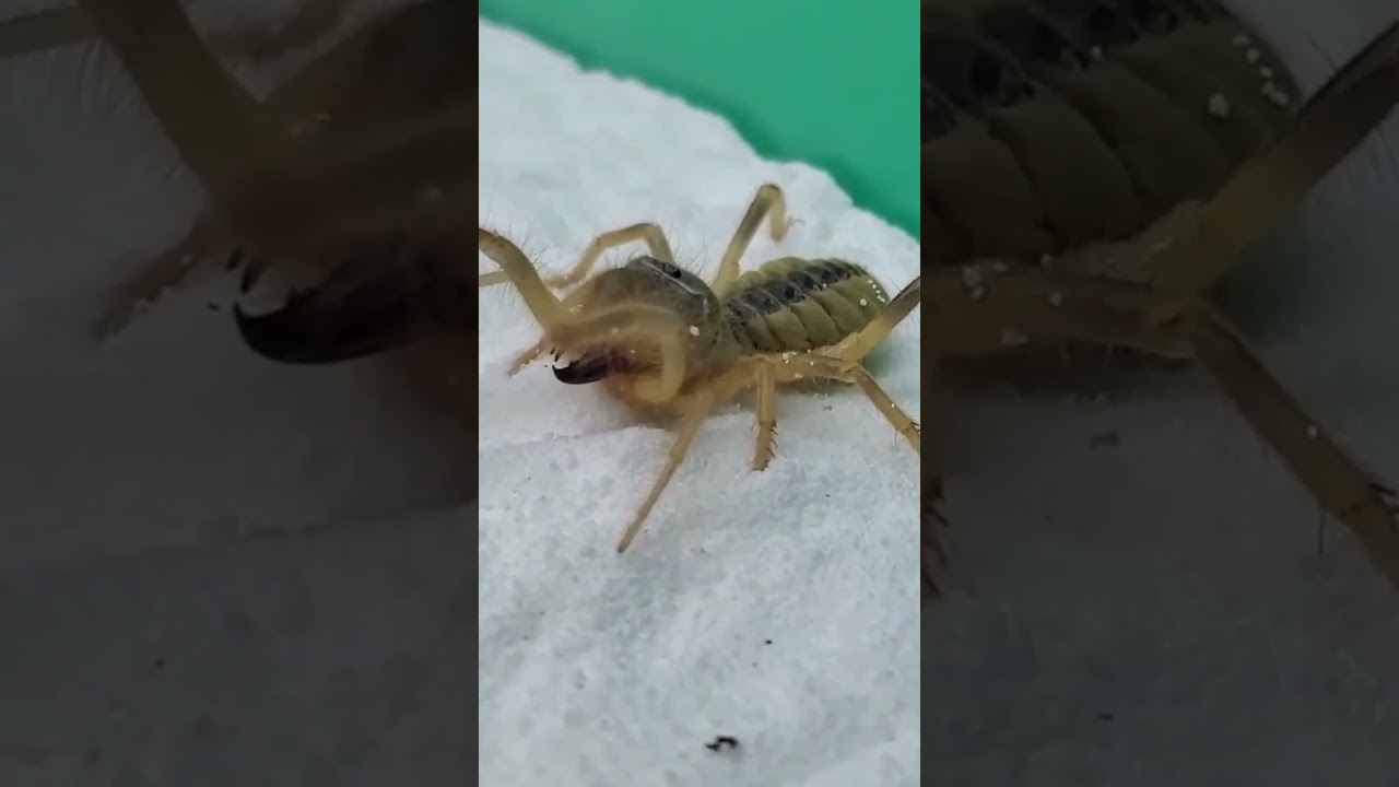 ABW Shorts - Camel Spider Vs Mole Cricket - Who Wins? [Epic Bug Battle] [High Definition]