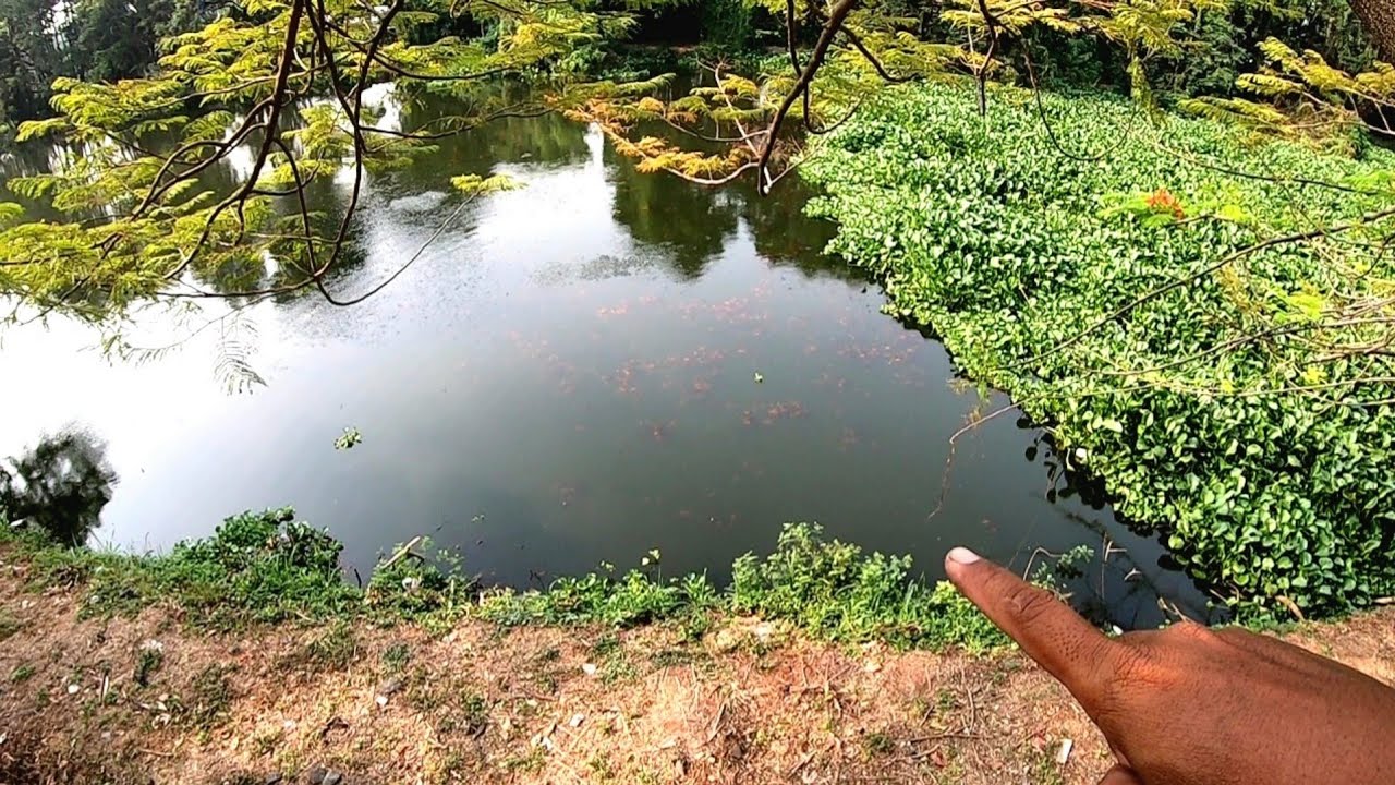 Masyallah..!! Sampe istigfar Saya Lihat ikan Gede Gede Banget Pada Keloyoran Di Pinggiran