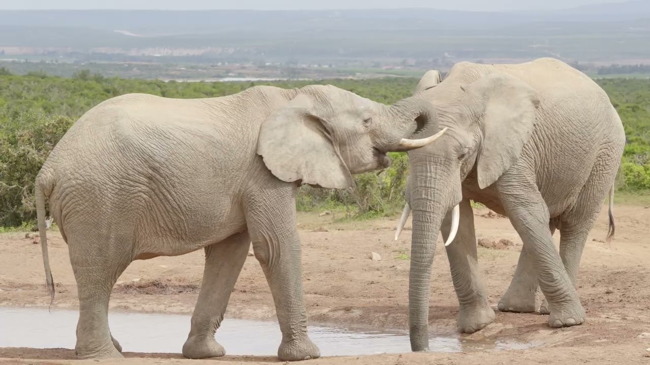 Addo Elephant National Park Sightings