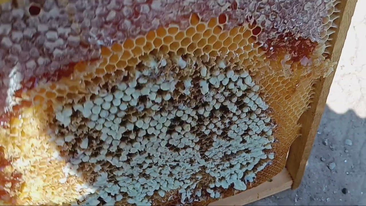 AQUI TENEIS LA DICHOSA VARROA QUE NOS MATA LAS COLMENAS.