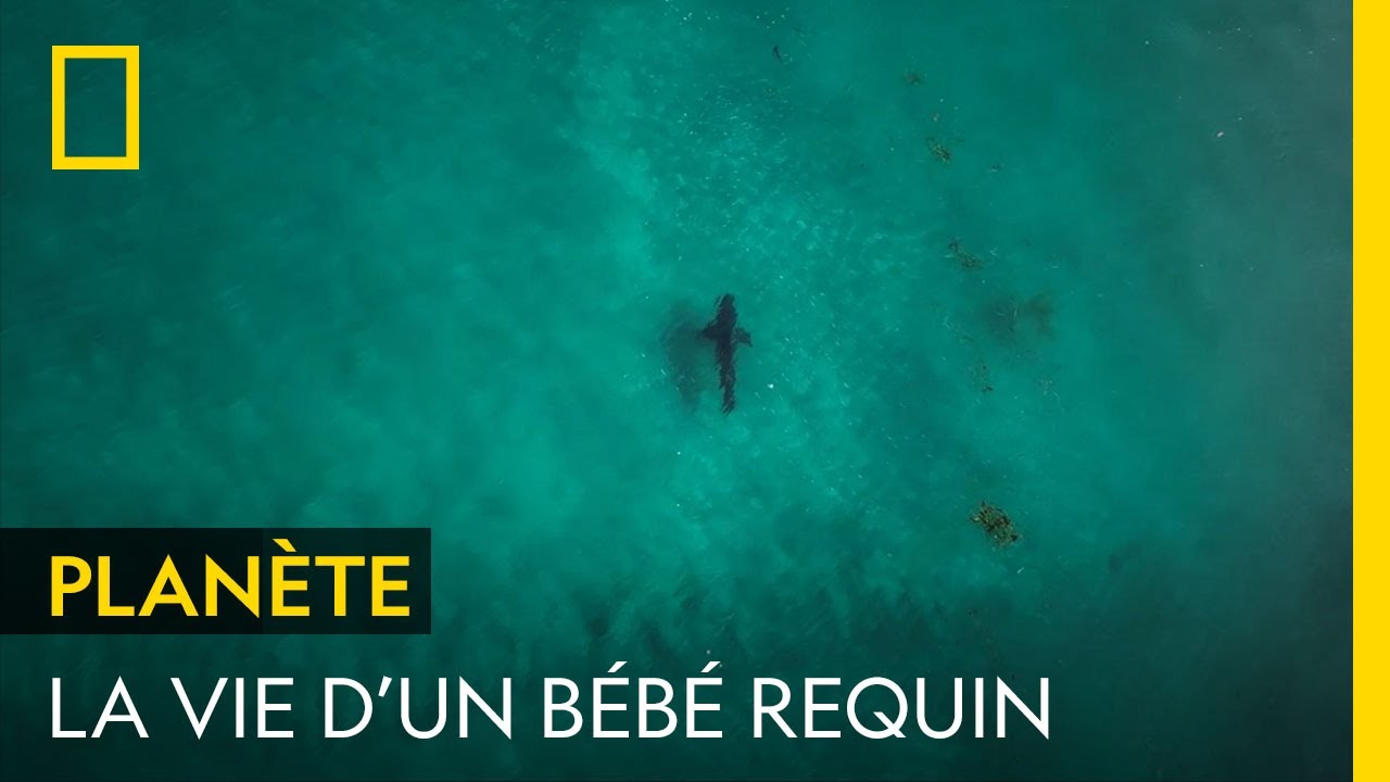 Les premières images de la vie d'un bébé requin blanc au large de New York