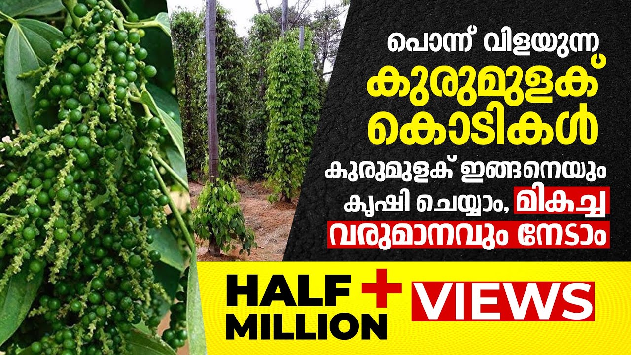 പൊന്ന് വിളയുന്ന കുരുമുളക് കൊടികൾ! കുരുമുളക് ഇങ്ങനെയും കൃഷിചെയ്യാം മികച്ച വരുമാനവും നേടാം Krishiyugom