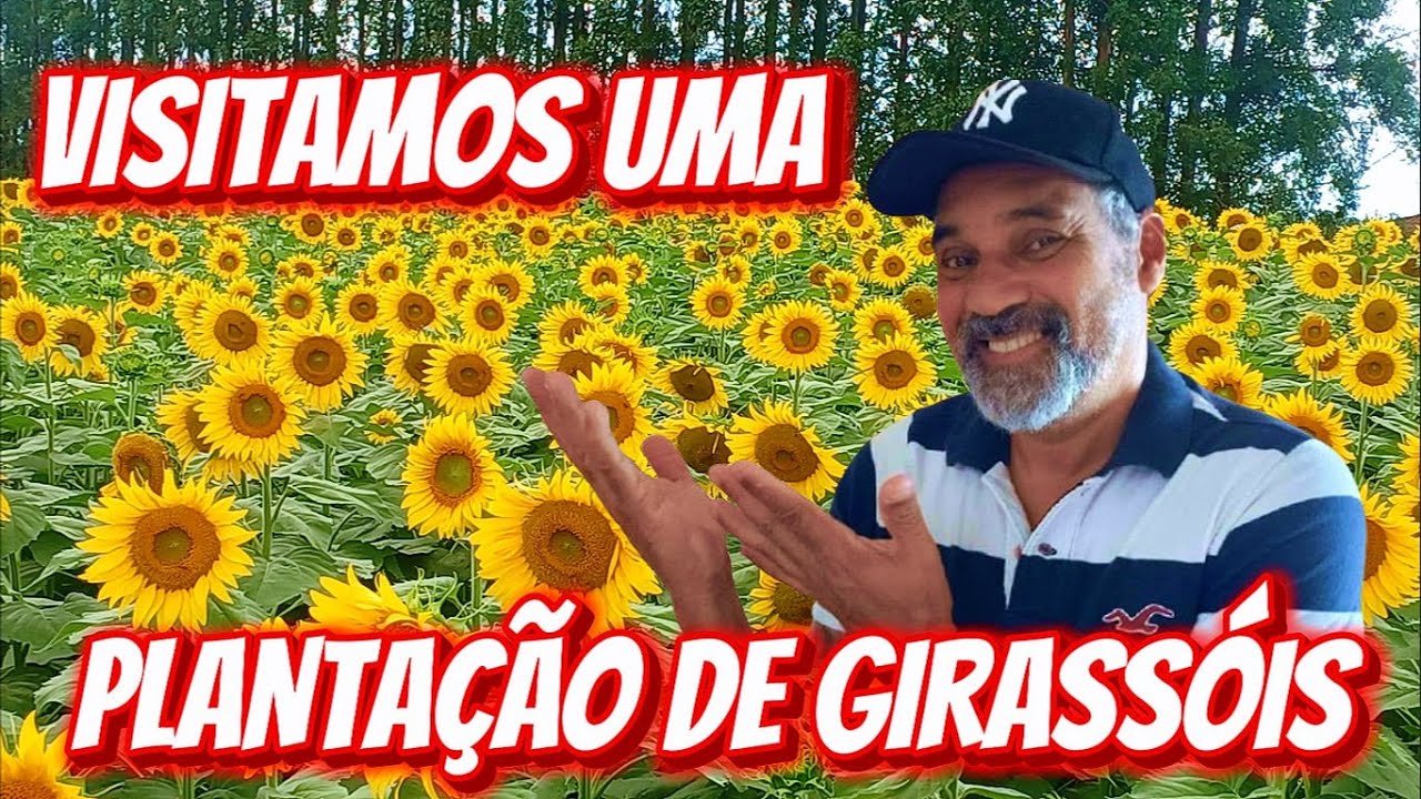 VISITANDO UM CAMPO DE GIRASSOIS PERTO DA NOSSA CIDADE: ESPETACULAR