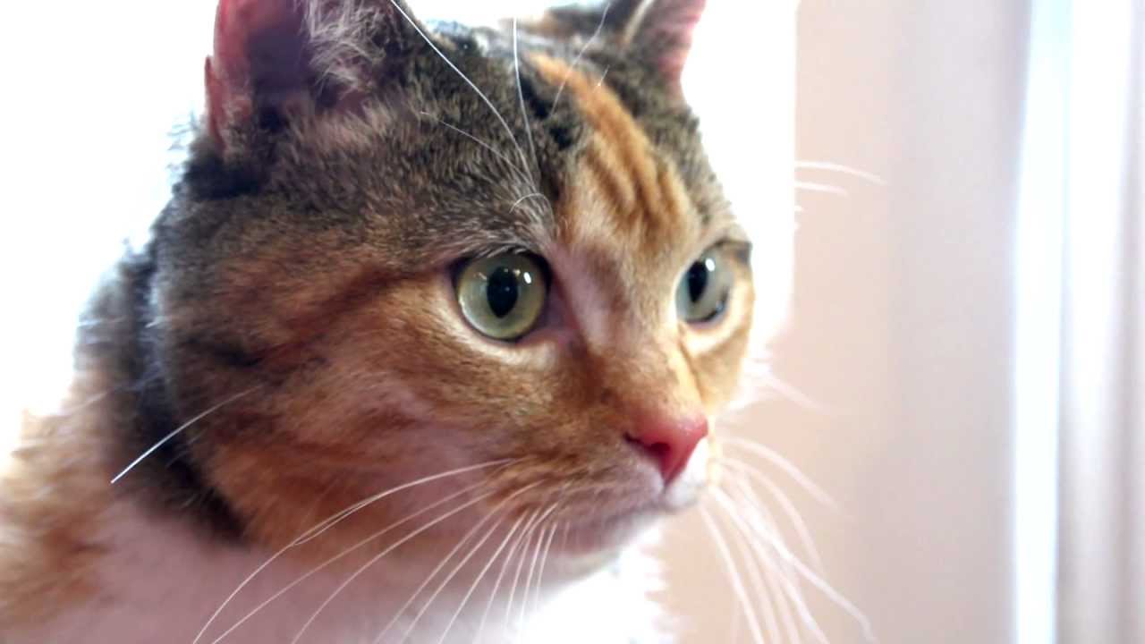 PetSafe Ceramic Pet Fountains: Avalon & Pagoda Syles