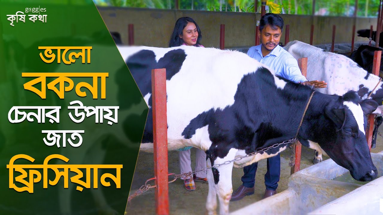 ভালো ফ্রিজিয়ান জাতের বকনা চেনার উপায়।গরুর খামার ।Cow Farm 2022।Krishikotha