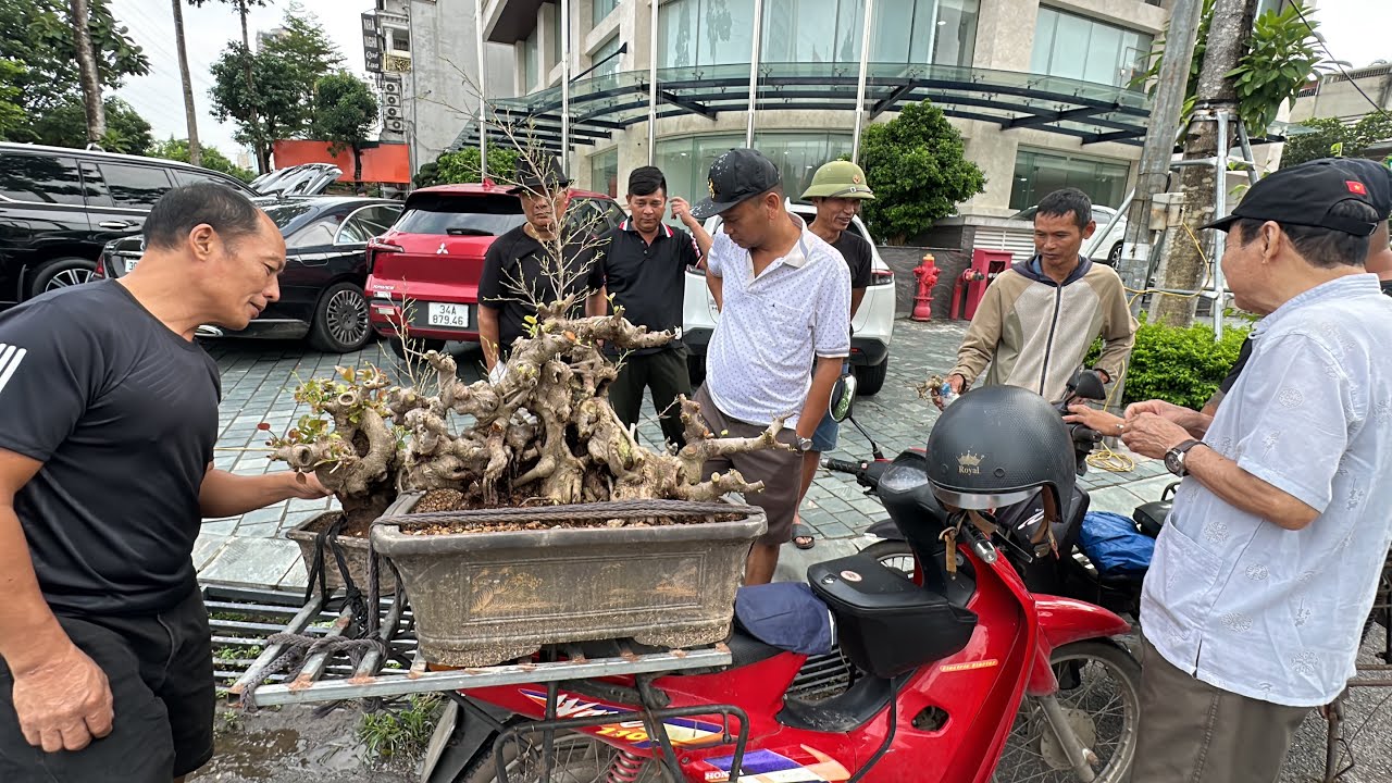 CHƯA ĐẦY 3 PHÚT HẾT XE CÂY - BÁN RẺ NHƯ CHO, PHIÊN NÀY NHIỀU CỐT ĐẸP