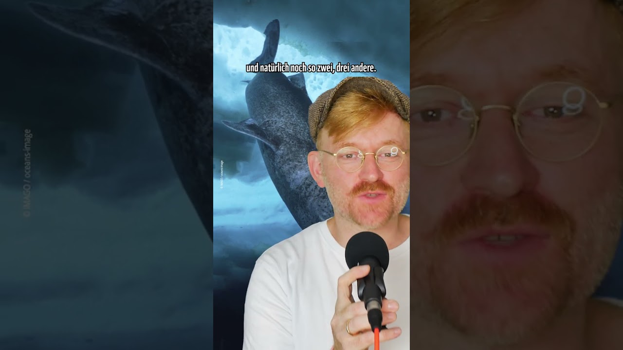 😲Das &auml;lteste Wirbeltier der Welt😲: 🦈🌊Der Gr&ouml;nlandhai 🦈🌊