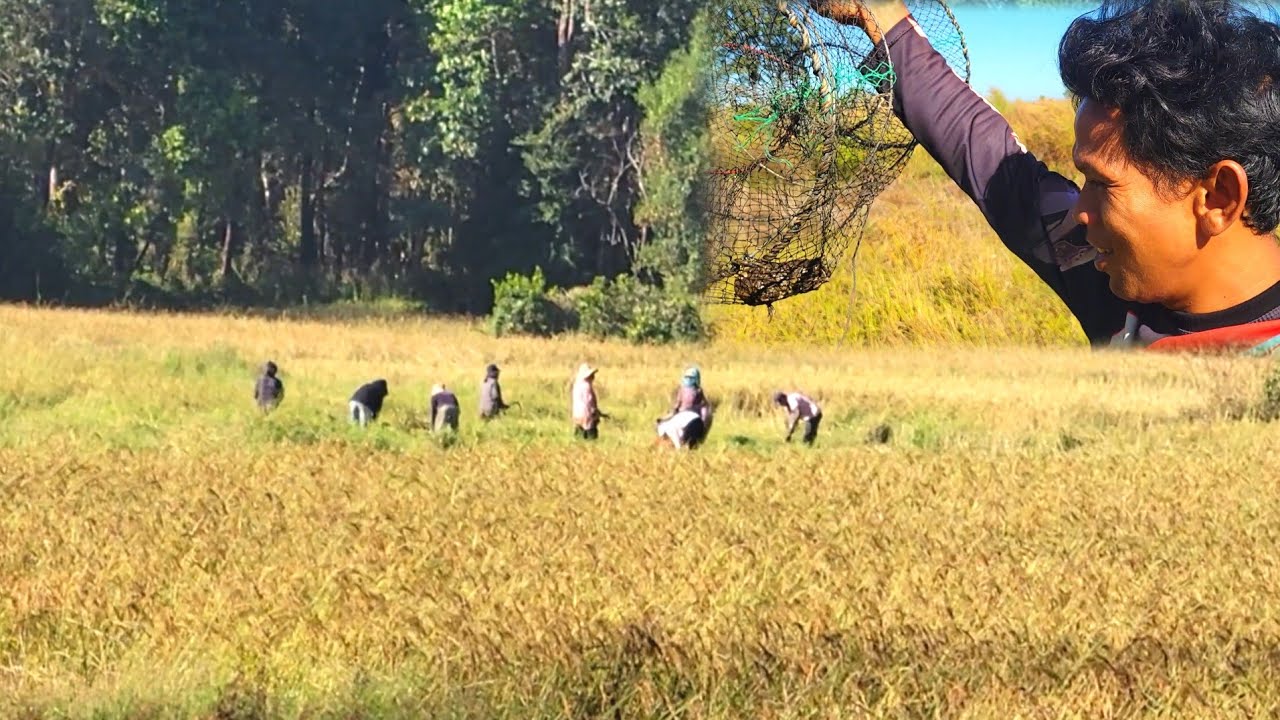 អ្នកស្រែចំម្កាភូមិស្រុកខ្ញុំ December 6, 2025