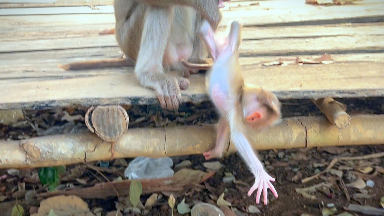 Mama Saves Baby Just in Time After a Playful Grooming Moment 💛🐒