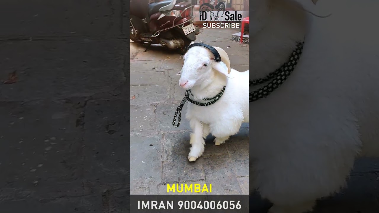 Bannur | bandur sheep | @idgoatentertainment