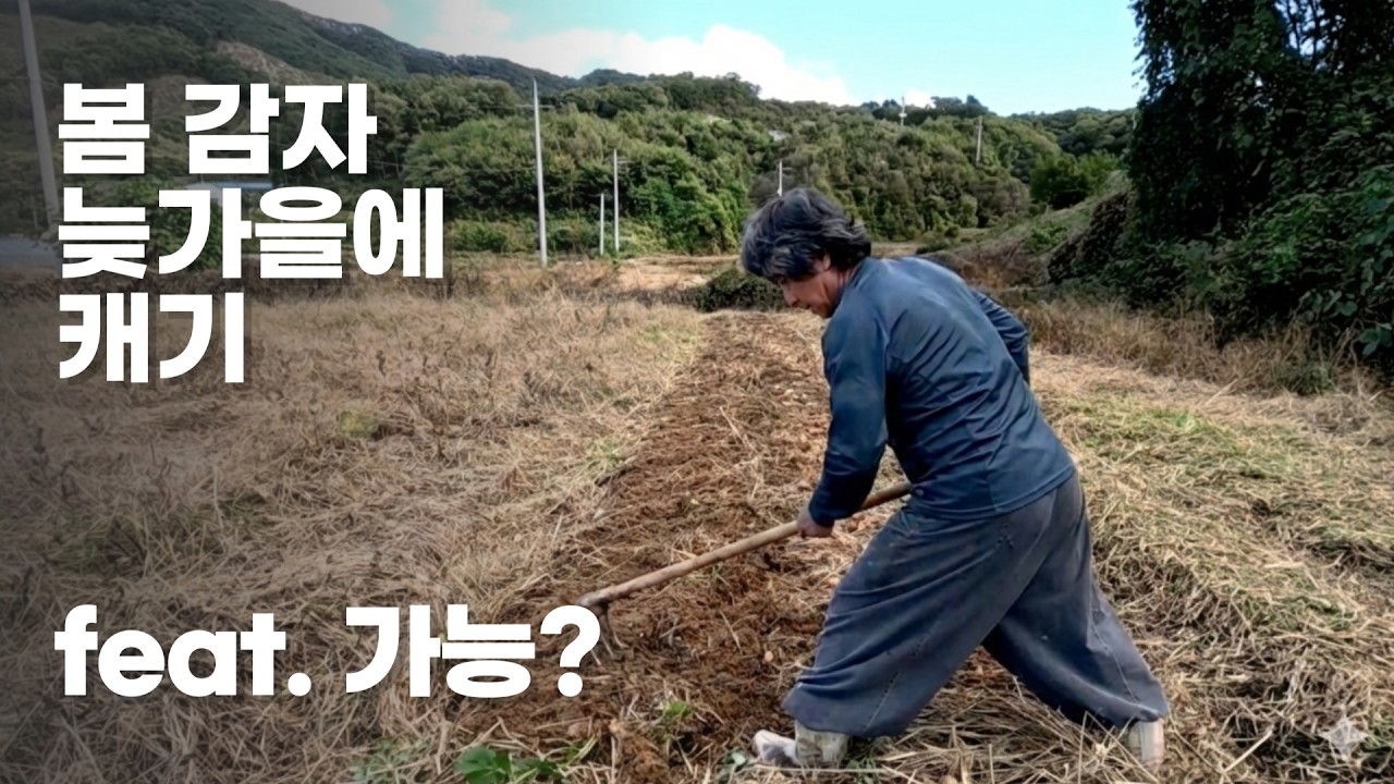 봄감자 가을에 캐기