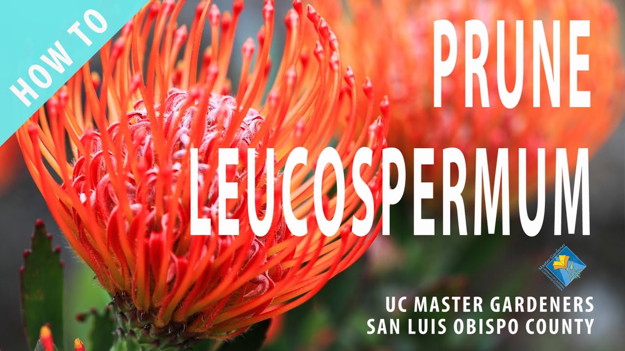 How to Prune Leucospermum