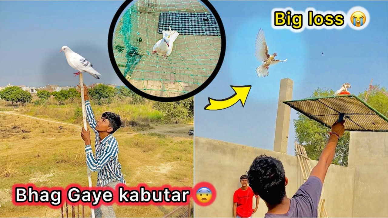 2 Tounament wale kabutar Bhag Gaye 😮 || Try to catch my new pigeons 😑
