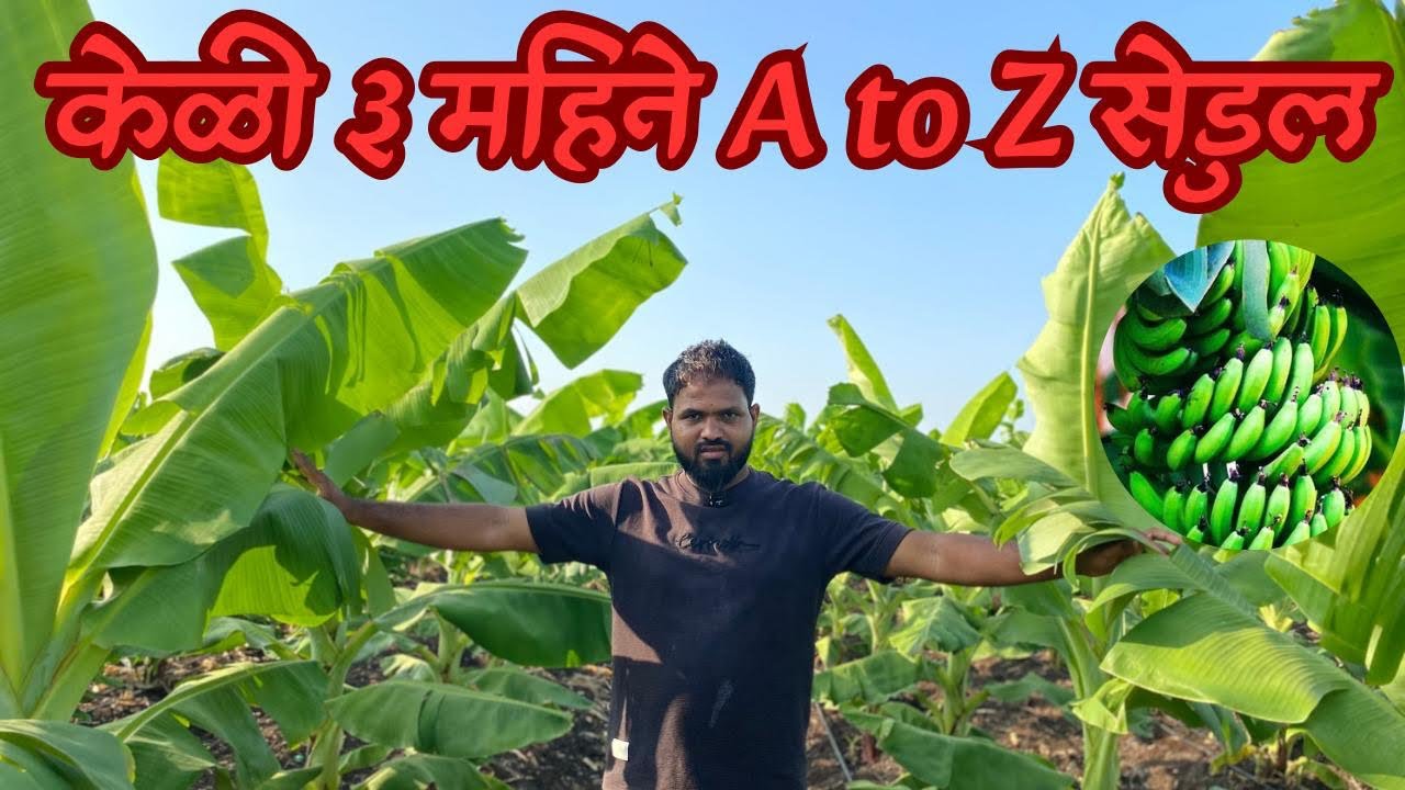 केळी ३ महिने A to Z सेडुल | केळी  पहिल्या ७ ड्रिचिंग | केळी रोप लागवड नियोजन.