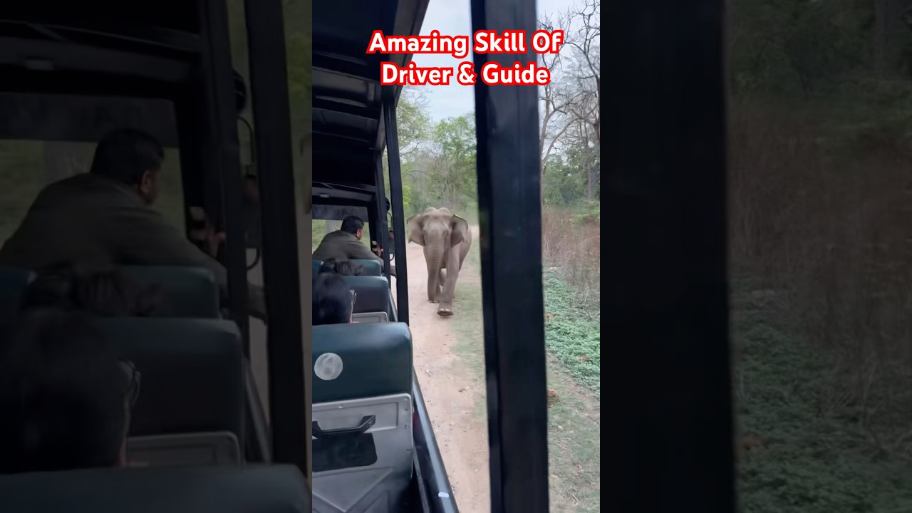 Amazing Skill Of Driver & Guide #shorts #short #viral #jimcorbett #jimcorbettnationalpark