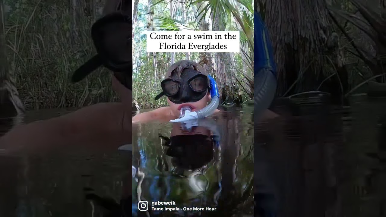 Come for a swim in the Florida Everglades.