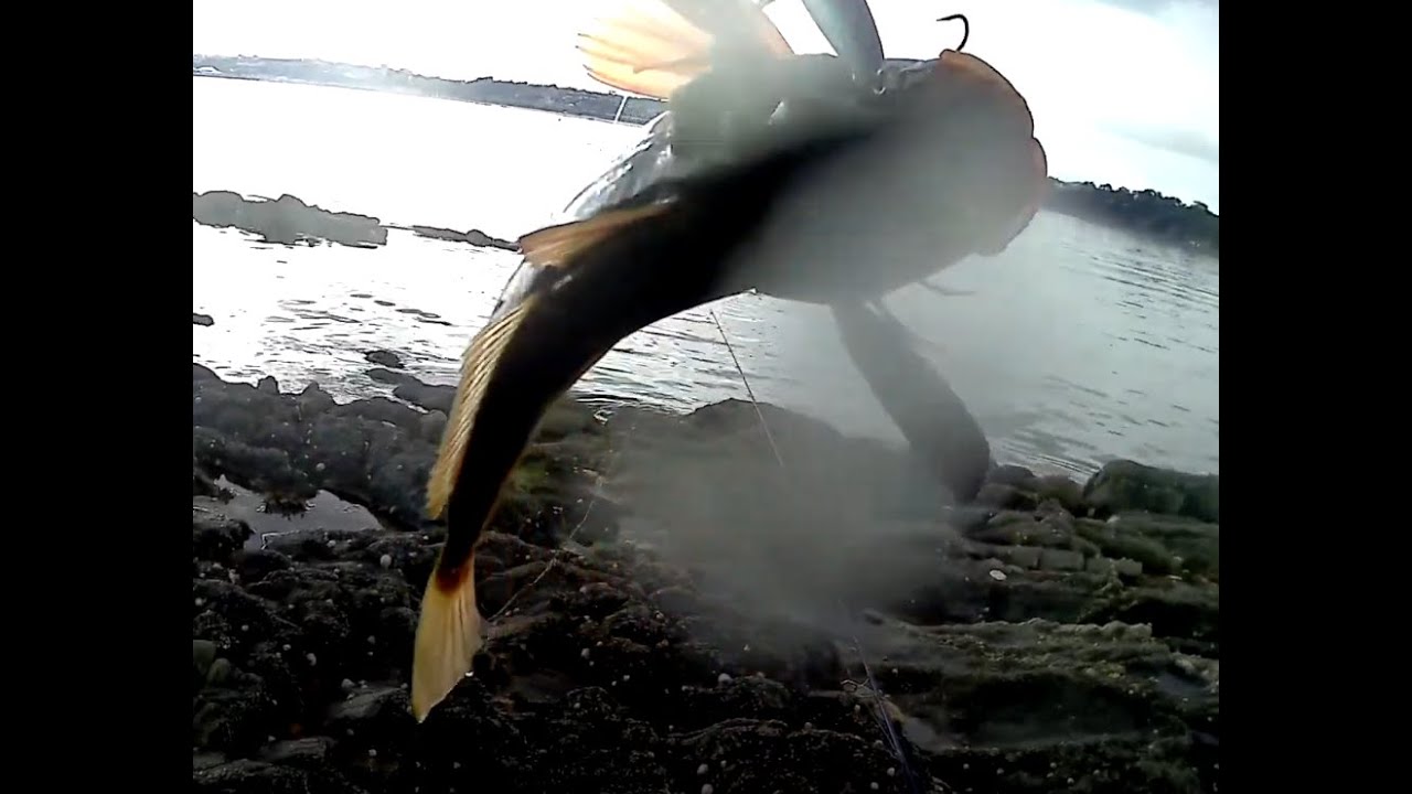 Sea bass and the most bizarre fish ever !!! [Patchinko & Sakura Mr Joe]