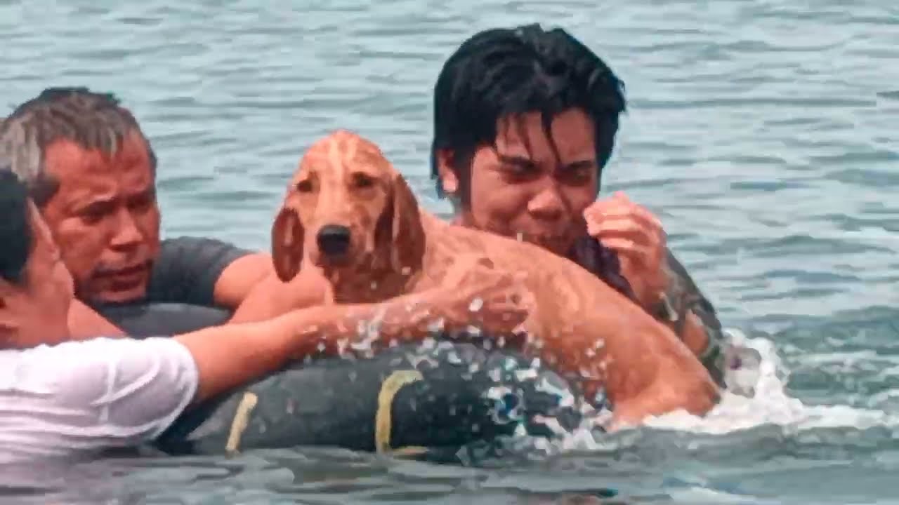 Unang Ligo sa Dagat || #goldenretriever || #puppy