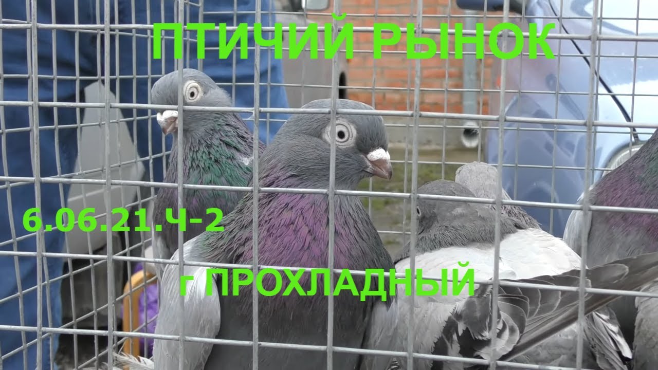 Голуби птичий рынок г Прохладный-ч2 Pigeons bird market g Cool-ch2