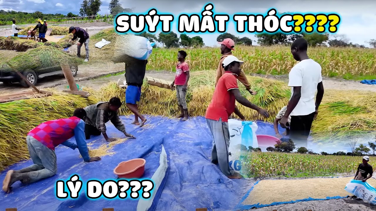 Vừa Gặt Được Cả Tấn Thóc Thì Suýt Chút Nữa Thóc Không Còn 1 Hạt Vì Lý Do Này?