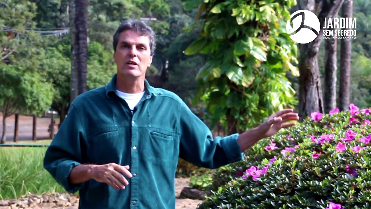 CUIDADOS BÁSICOS da PLANTA AZALEIA - Jardim sem segredo