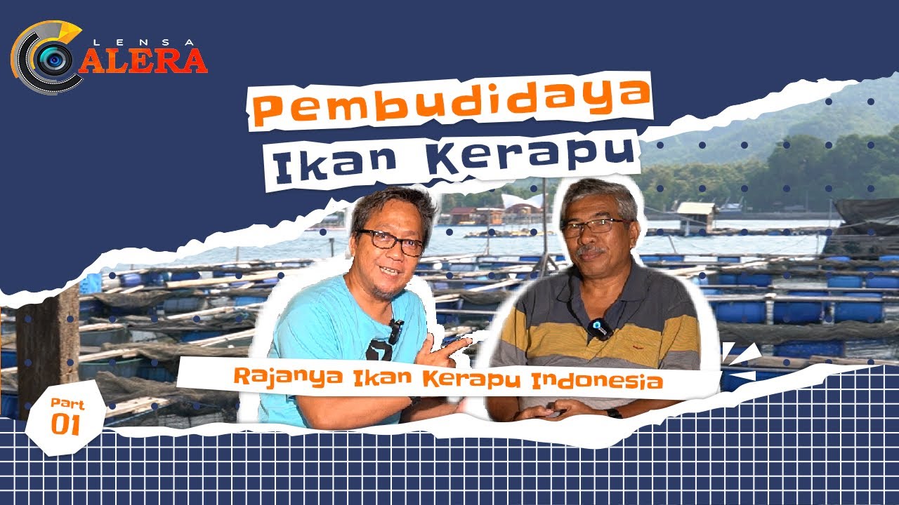 Ini dia Raja nya Ikan Kerapu Indonesia !!!