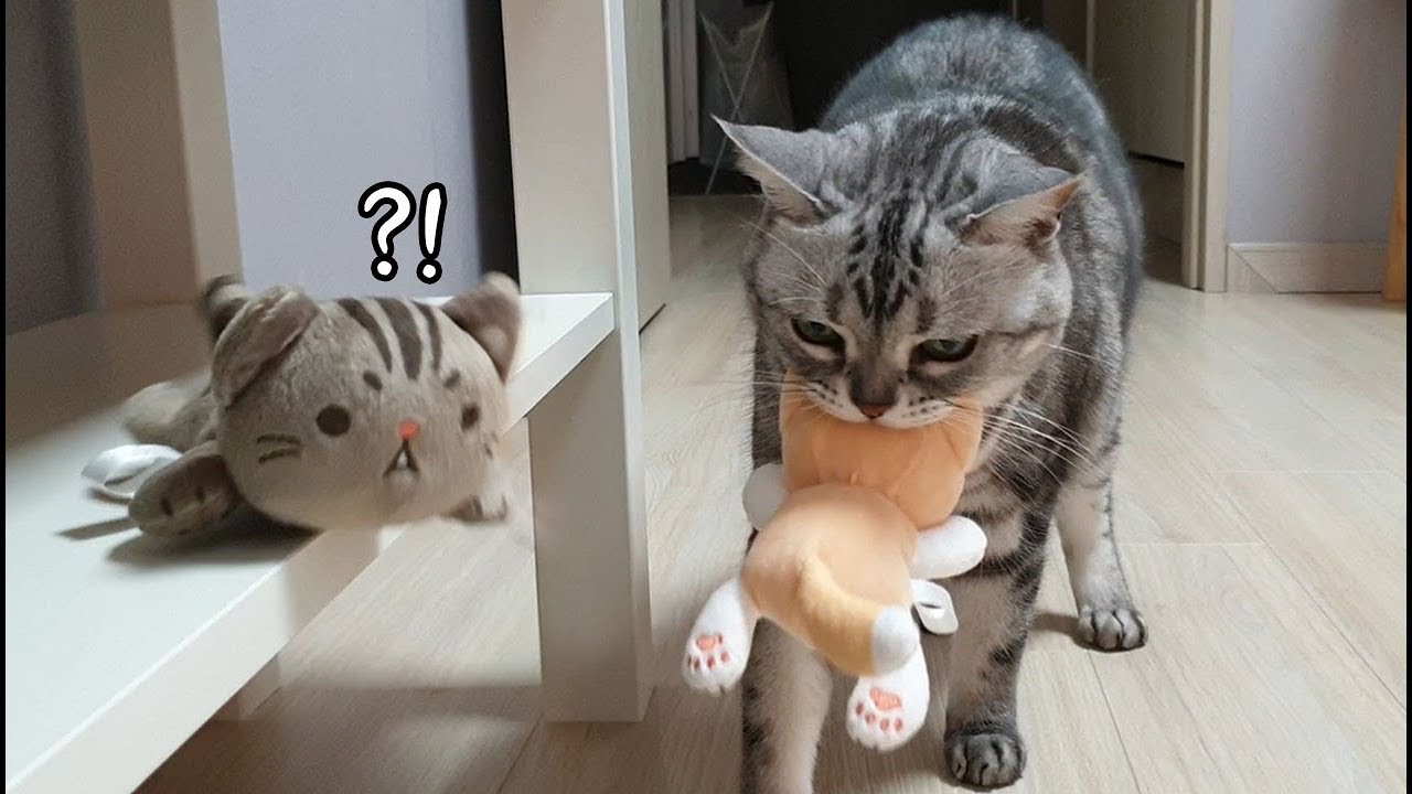 인형을 물어오는 고양이