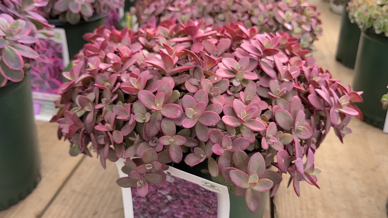 Sedum Sunsparkler® 'Firecracker' (Stonecrop) // BEST Red Groundcovering Sedum.