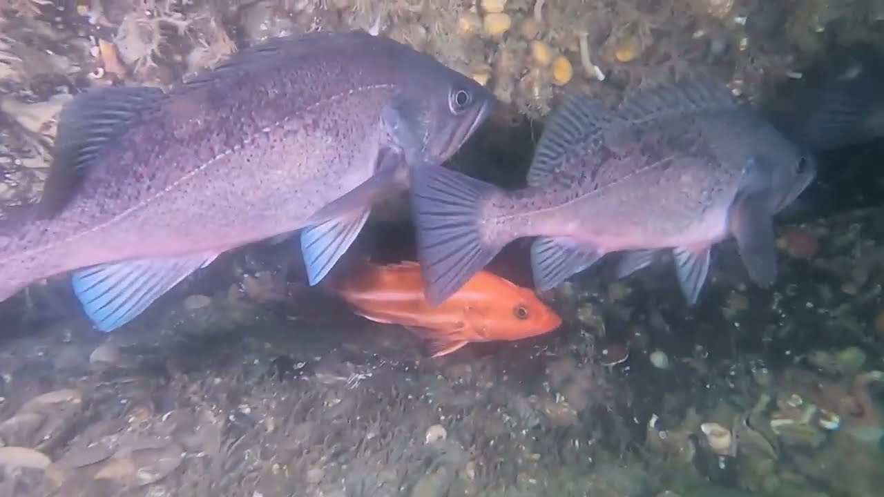 Scuba diving in Alaska! Rockfish Reef!