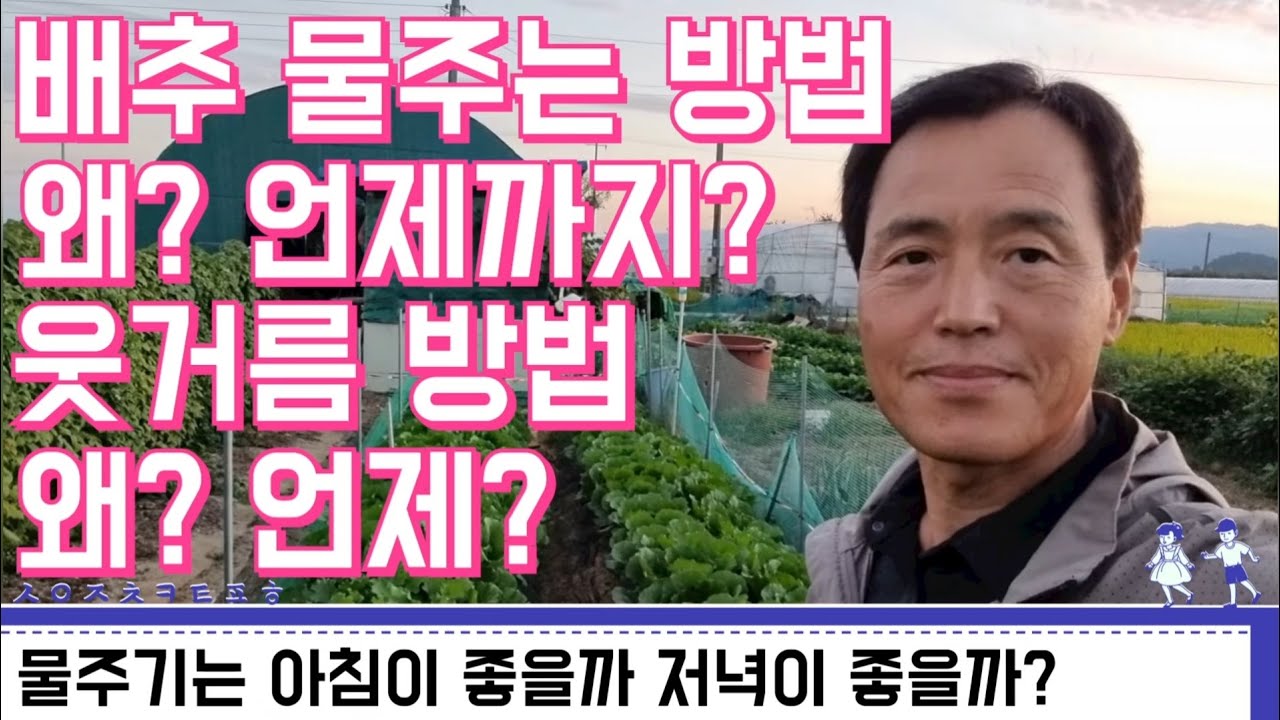 배추 물주는 방법, 왜?, 언제까지? /  배추웃거름 방법, 왜?, 언제? / 물주기는 아침이 좋을까? 저녁이 좋을까?